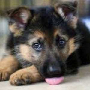 Meet your Posher, Deval